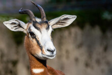 A Fine Art Photo Of A Gazelle