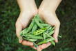 Freshly harvested green peas in hands.
