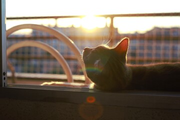 Poster - Closeup shot of a black cat at sunset