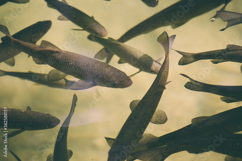 Fotografía Flock of fish in the river of Croatia national park.