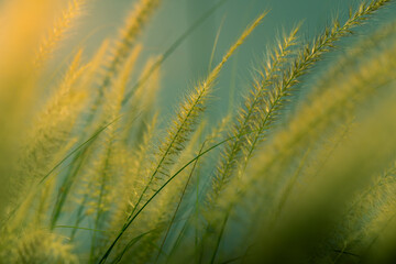 Wall Mural - African foxtail or fountain flower like long grass blooming with sunlight. Cenchrus ciliaris a deep-rooted grass and tolerates drought found in the region of hotter and drier parts.