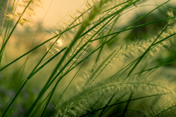 Wall Mural - African foxtail or fountain flower like long grass blooming with sunlight. Cenchrus ciliaris a deep-rooted grass and tolerates drought found in the region of hotter and drier parts.