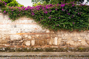 Summer flowers growing on adobe wall