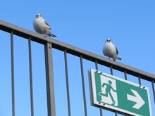 Low Angle View Of Seagulls Perching Against Clear Blue Sky