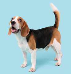 Wall Mural - beagle dog on blue background in studio.