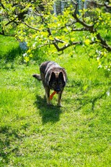 Poster - Vertical shot of german shepherd dog playing with its chew toy in the backyard