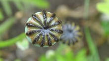 Closeup Of Opium Poppy Capsule
