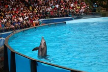 People Watching Dolphin Show