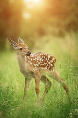 Bambi fawn in the grass in summer on a Sunny day