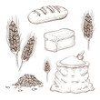 hand drawn breads, flour bag and wheatears set isolated on white. sketch illustration of square whole grain bread, wheat long loaf, rye spikelets, grains and burlap sack of flour. bakery goods.