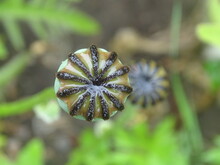 Closeup Of Opium Poppy Seedhead
