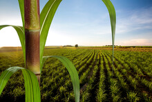 Close Up Sugarcane With Plantation In Background.