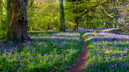 Wall Mural - Evening sunlight on bluebells in the woods, near Lovedean, Hampshire, UK