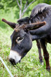 donkey portrait head ears funny
