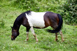 brown and white horse grassing