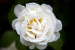white rose romance love closeup