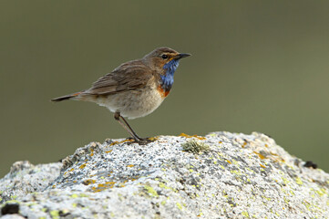 Bluethroat adult male with the first lights of the morning