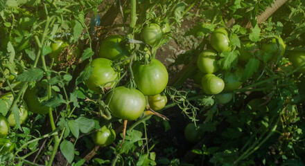 Green tomatoes in the vegetable garden. Unripe tomatoes on a branch