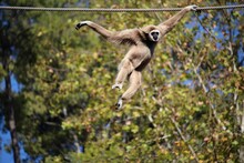 View Of Monkey Hanging From Rope