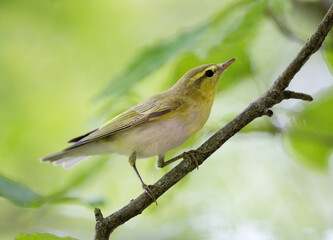 Willow warbler standing on branch