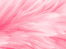 Beautiful Abstract White And Pink Feathers On White Background And Soft White Feather Texture On Pink Pattern And Pink Background, Feather Background, Pink Banners
