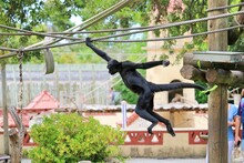 Spider Monkey Hanging On A Rope