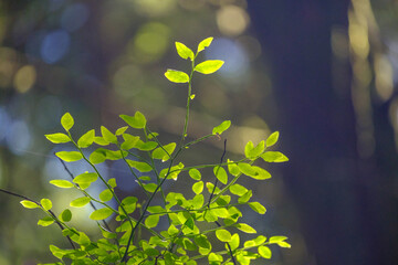 Green growth leaves and moss as seen from a hiking trail