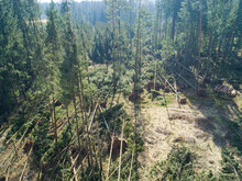 DRONE Windsnapped Spruce And Pine Trees Are Left Scattered After Hurricane Winds