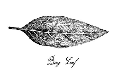 Herbal Plants, Hand Drawn Illustration of Fresh Bay Laurel Plant Used for Seasoning in Cooking.
