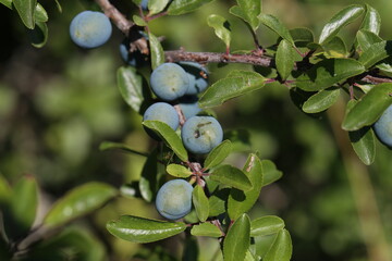 Blackthorn branch with ripening berries and green leaves