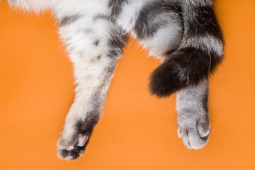 Wall Mural - Paws of a gray cat on an orange background. Top view, minimalism. Cute