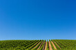 Wine Country Vineyard