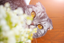 Portrait Of A Gray Scottish Fold Cat With Yellow Eyes. In Front Of The