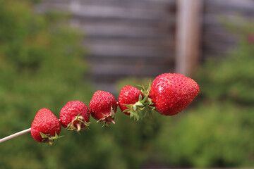 ripe berries strung on a stick on a garden background. Useful vitamin eating for a healthy lifestyle