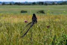 Black Widow Bird Perched On A Branch In The Veld.