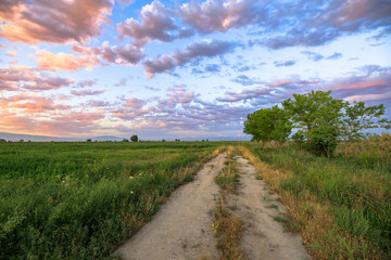 Wall Mural - road in field grass