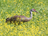 Fototapeta Zwierzęta - Sandhill Crane Walking through A Field of Flowers
