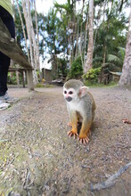 Macaco-de-Cheiro (Saimiri Sciureus L.), Boca-preta, Jurupari Ou Jurupixuna