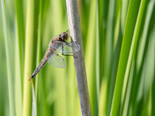 Four Spot Skimmer Dragonfly In Alaska
