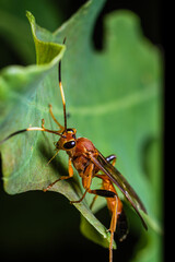 Poster - A parasitic wasp