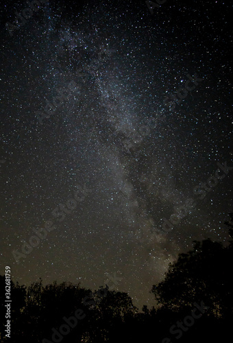 Fototapeta na szkło Low Angle View Of Silhouette Trees Against Star Field At Night