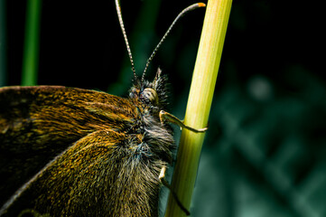 Poster - Ringlet butterfly