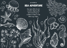 Underwater World Hand Drawn Collection. Sketch Illustration. Seaweed, Coral, Seashells, Starfish, Jellyfish, Fish Illustration. Vintage Design Template. Undersea World Collection.