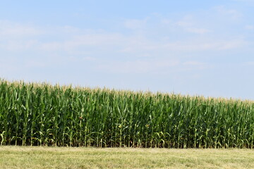 Wall Mural - Corn Field