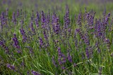 Fototapeta Lawenda - Close up of lavender growing in a Field