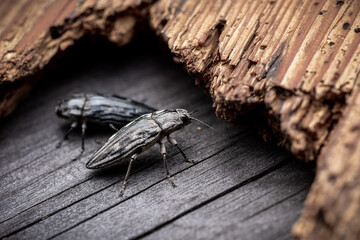 Macro. Beetle - Flatheaded pine borer -  Chalcophora Mariana on the pine wood plank. Ready to eat