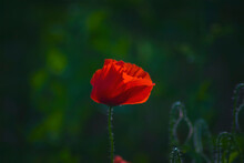 One Single Red Wild Poppie Among Grass, Red Flowers On A Blue Background, Nature, Beauty, Macro, Closeup