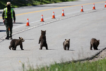 The Famous Grizzly Bear 399 And Her Four Cubs Cross The Road In Grand Teton National Park Under Safe Watch By Park Rangers.