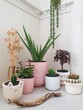 Group off indoor house plants in a pot