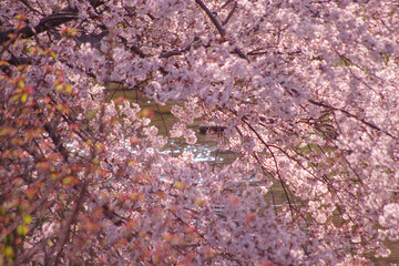 川岸に咲く桜　クローズアップ